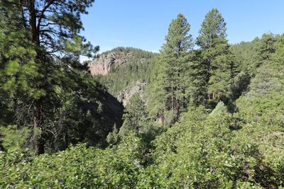 Scenic view of forest against sky