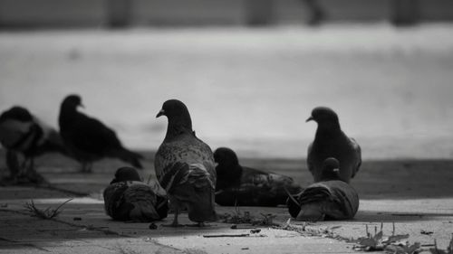 Close-up of birds against blurred background