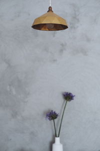 Low angle view of white flowering plant against wall