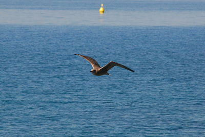 Seagull flying over sea