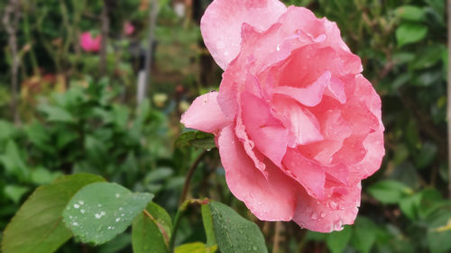 Close-up of wet pink rose