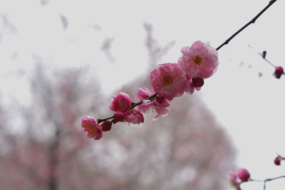 Low angle view of pink cherry blossom
