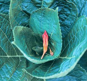leaf
