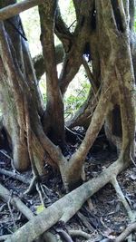 Close-up of tree trunk in forest