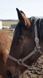 Horse in ranch