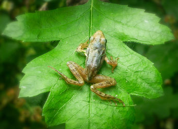 Close-up of insect on leaf