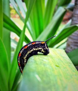 Close-up of caterpillar on leaf