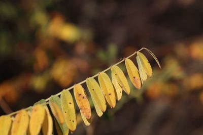 Close-up of yellow leaves during autumn