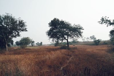 Trees on field against sky