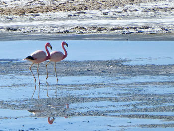 View of birds on beach