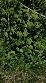 High angle view of leaves in forest