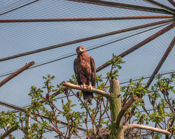 Low angle view of eagle perching on branch