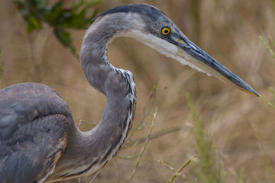 Close-up of a bird