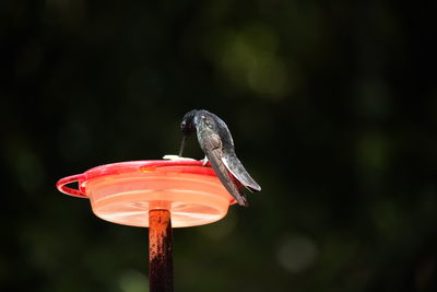 Close-up of bird perching on a feeder