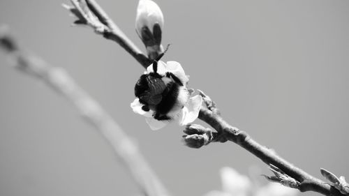 Close-up of bee on flower