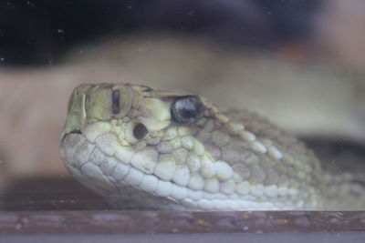 Close-up of turtle in water