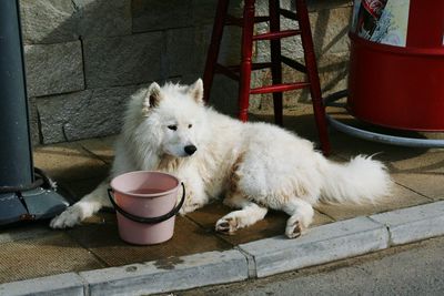 Dog with cat