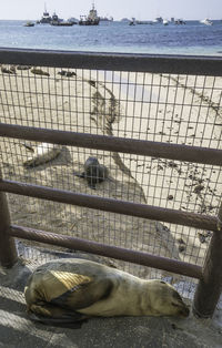 View of sleeping cat on beach