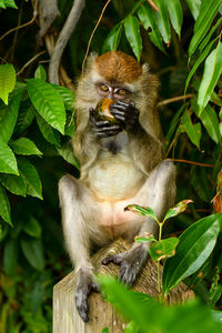 Long-tailed macaque in singapore