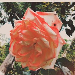 Close-up of red rose flower