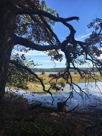 Tree by lake in forest against sky