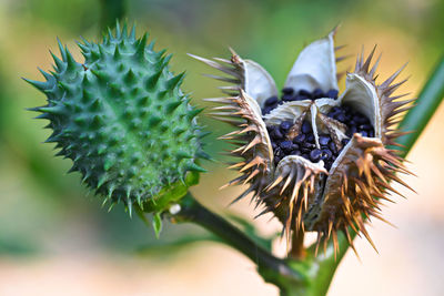 Close-up of succulent plant