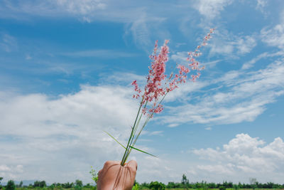 Close-up of hand holding plant against sky