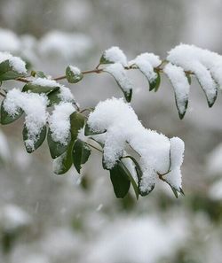 Close-up of plant on snow