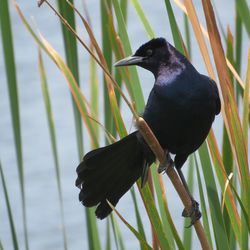 Bird perching on a branch