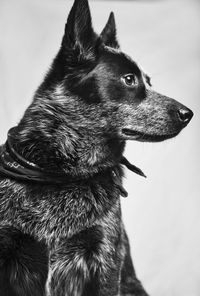 Close-up of a dog looking away