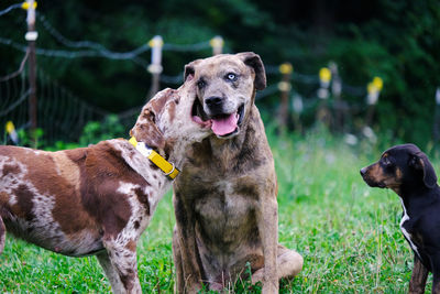 View of a dog on field