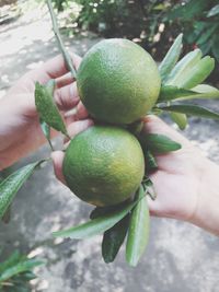 Close-up of hand holding fruit
