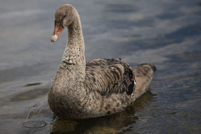 Swan swimming in lake