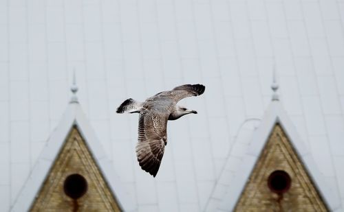 Low angle view of birds flying against building