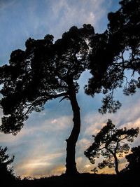 Silhouette of trees at sunset