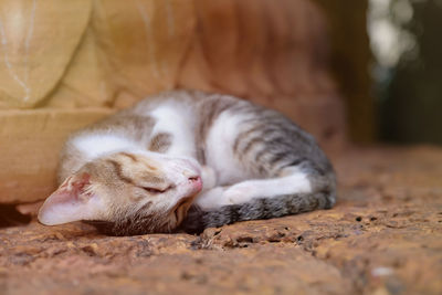 Close-up of cat sleeping on land
