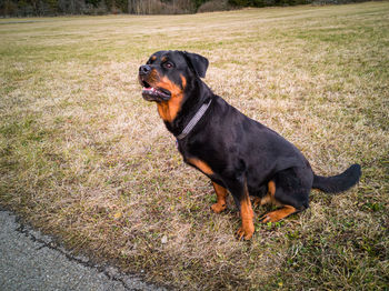 Black dog looking away on field