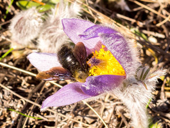 Close-up of honey bee on purple flower