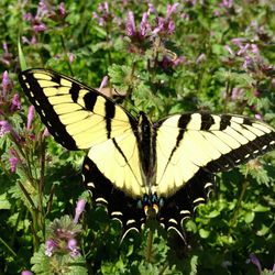 Close-up of butterfly perching on flower