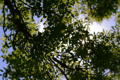 Low angle view of tree leaves against sky