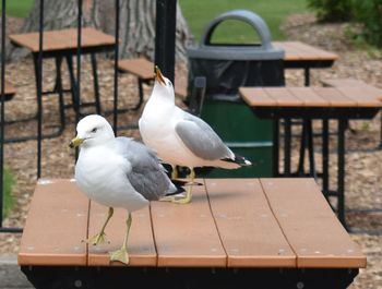 Seagull perching on table