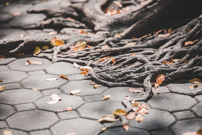 High angle view of dry leaves on land