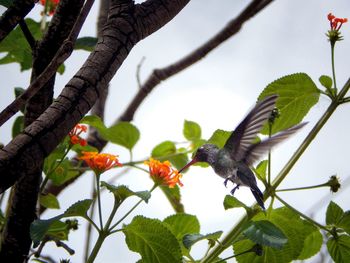 Low angle view of flowers on tree