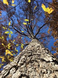 Low angle view of tree against blue sky