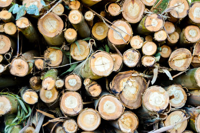 Full frame shot of logs in forest