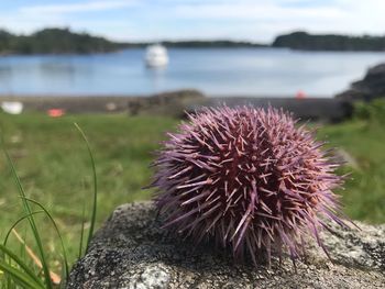 Sea-urchin 