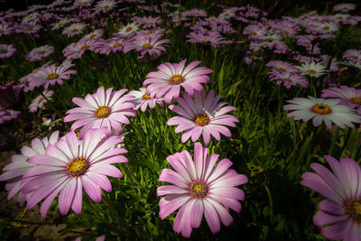 High angle view of pink flowers