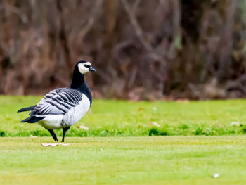 Bird perching on a field