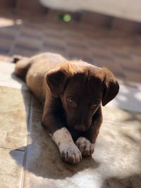 Portrait of puppy resting