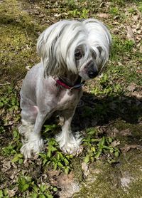 Dog standing on grassy field